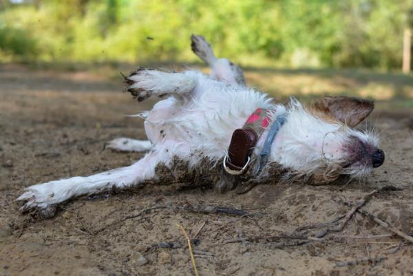 por_que_los_perros_se_revuelcan_en_animales_muertos_23580_600